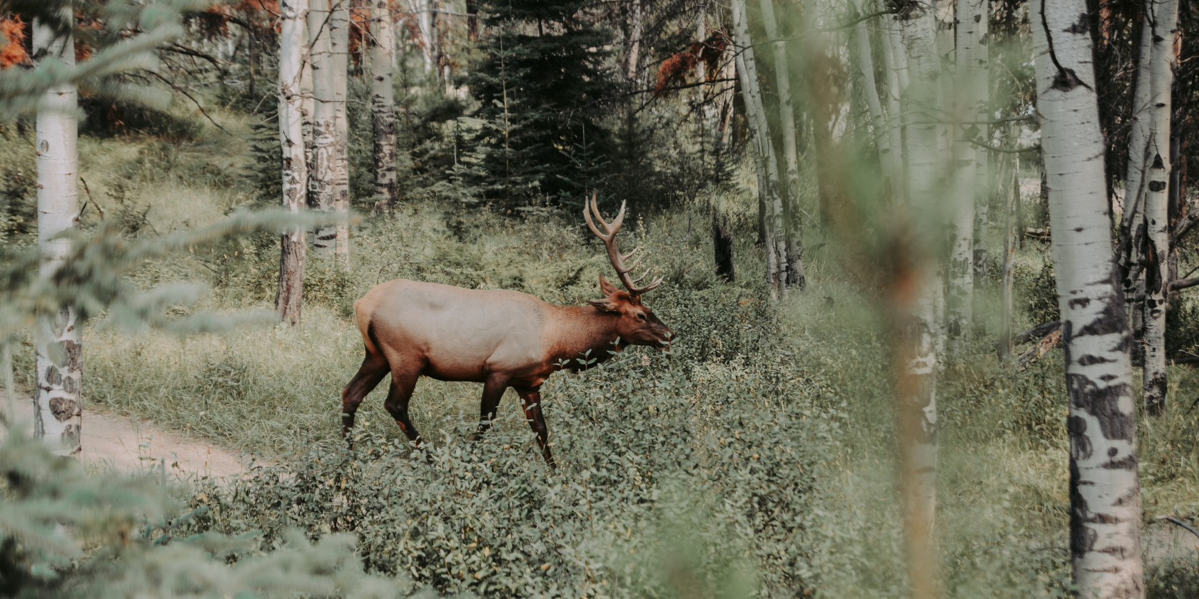 A deer in a forest.