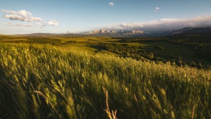 A grasslands landscape.