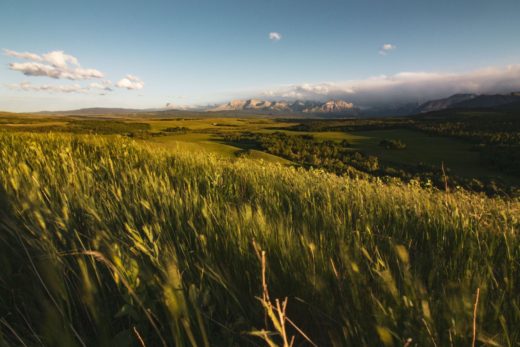 A grasslands landscape.