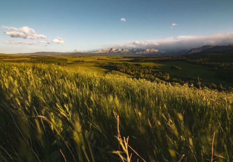 A grasslands landscape.