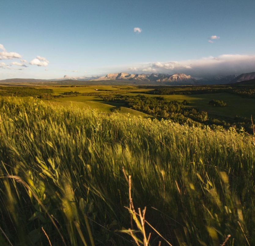 A grasslands landscape.